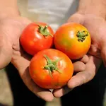 Farmház I Vigneti *