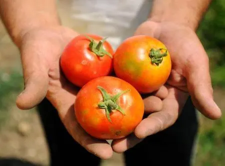 Farmház I Vigneti *