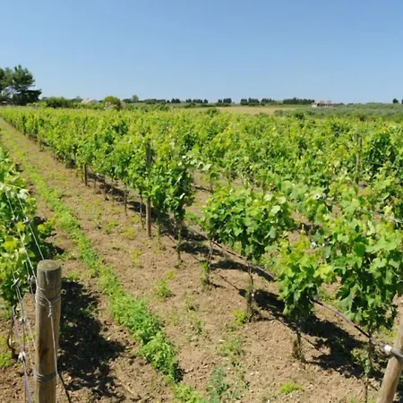 I Vigneti Olmedo